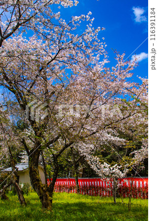 【京都風景】平野神社の桜 【京都風景】平野神社の桜 116391184