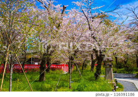 【京都風景】平野神社の桜 116391186
