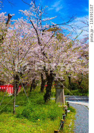 【京都風景】平野神社の桜 【京都風景】平野神社の桜 116391187