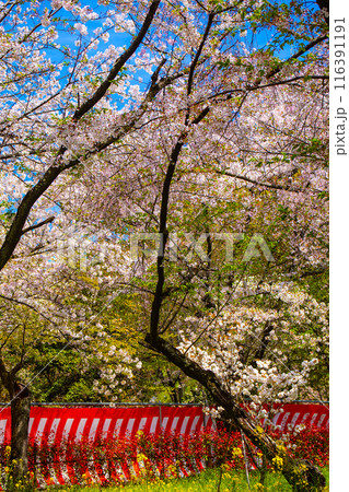 【京都風景】平野神社の桜 【京都風景】平野神社の桜 116391191