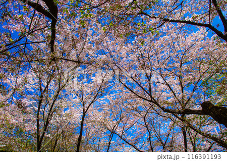 【京都風景】平野神社の桜 【京都風景】平野神社の桜 116391193