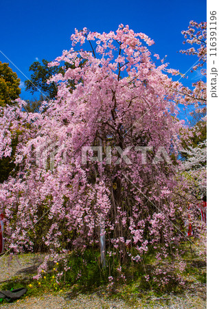 【京都風景】平野神社の桜 116391196