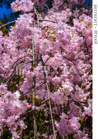 【京都風景】平野神社の桜 116391199