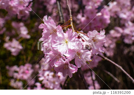【京都風景】平野神社の桜 116391200