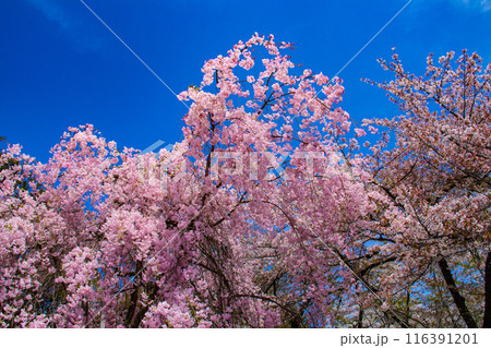 【京都風景】平野神社の桜 【京都風景】平野神社の桜 116391201