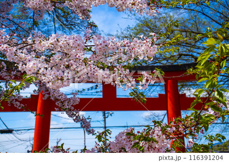 【京都風景】平野神社の桜 116391204