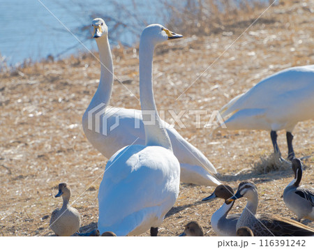 川辺で仲良く白鳥とカモ 川辺で仲良く白鳥とカモ 116391242