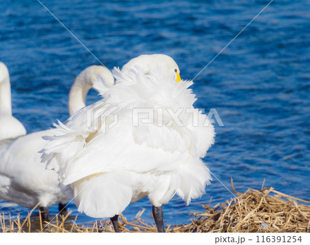 美しい白鳥の羽 美しい白鳥の羽 116391254