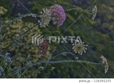 水滴の紫陽花 水滴の紫陽花 116391255