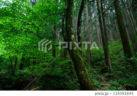 静かな森の写真素材 [116391645] - PIXTA