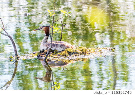 Great Crested Grebe, Podiceps cristatus, water bird sitting on the nest, nesting time on the green lake Great Crested Grebe, Podiceps cristatus, water bird sitting on the nest, nesting time on the green lake 116391749
