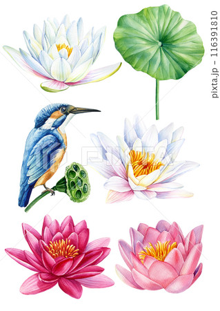 Lotus flowers and blue bird. Watercolor floral illustration, hand drawing pink lotus isolated, tropical flora kingfisher Lotus flowers and blue bird. Watercolor floral illustration, hand drawing pink lotus isolated, tropical flora kingfisher 116391810
