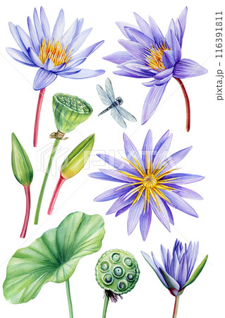 set purple lotus flowers, leaf, bud, seed. Watercolor floral illustration, hand drawing violet lotus isolated, tropical set purple lotus flowers, leaf, bud, seed. Watercolor floral illustration, hand drawing violet lotus isolated, tropical 116391811