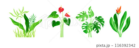 Lush Flora and Flower as Tropical Landscape Element Vector Set 116392342