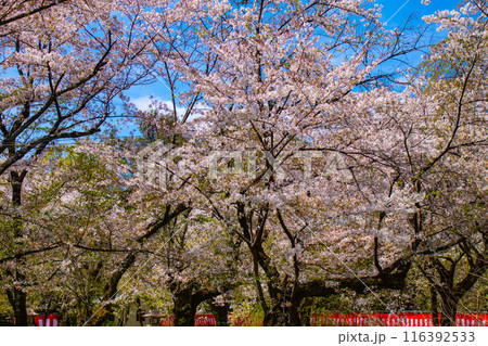 【京都風景】平野神社の桜 【京都風景】平野神社の桜 116392533