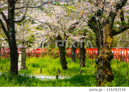 【京都風景】平野神社の桜 【京都風景】平野神社の桜 116392536