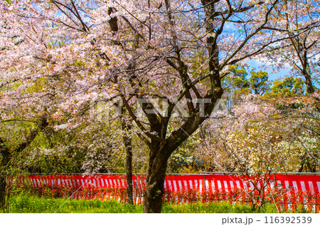 【京都風景】平野神社の桜 116392539