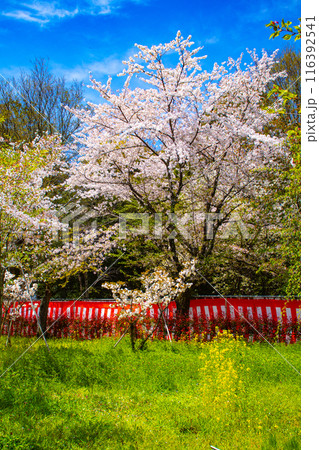 【京都風景】平野神社の桜 116392541