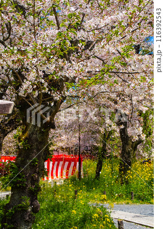 【京都風景】平野神社の桜 116392543