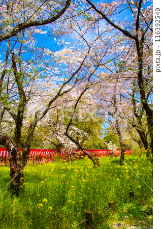 【京都風景】平野神社の桜 【京都風景】平野神社の桜 116392549