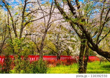【京都風景】平野神社の桜 【京都風景】平野神社の桜 116392550