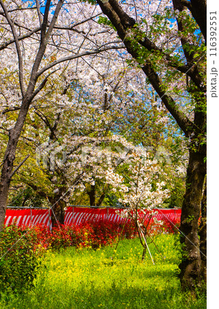 【京都風景】平野神社の桜 116392551