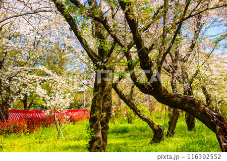 【京都風景】平野神社の桜 116392552