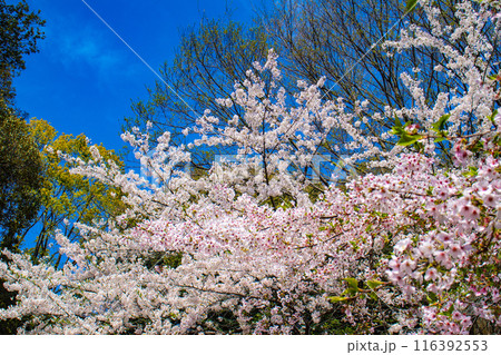 【京都風景】平野神社の桜 【京都風景】平野神社の桜 116392553