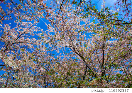【京都風景】平野神社の桜 116392557