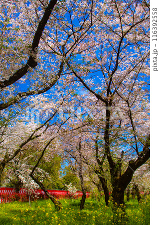 【京都風景】平野神社の桜 【京都風景】平野神社の桜 116392558