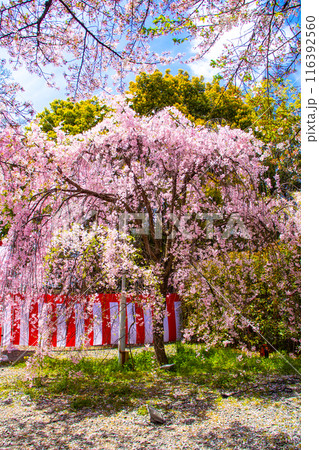 【京都風景】平野神社の桜 116392560