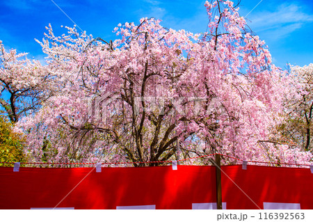 【京都風景】平野神社の桜 【京都風景】平野神社の桜 116392563