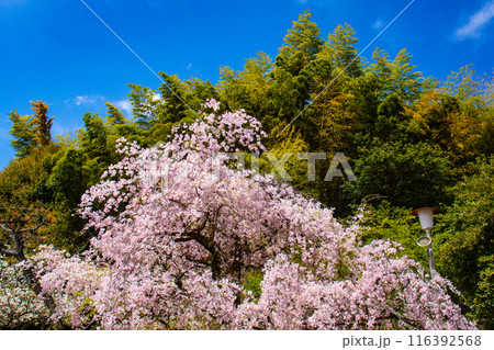 【京都風景】平野神社の桜 116392568