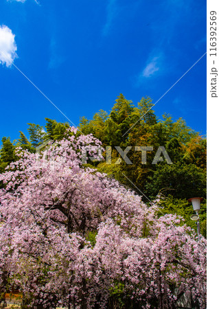 【京都風景】平野神社の桜 116392569