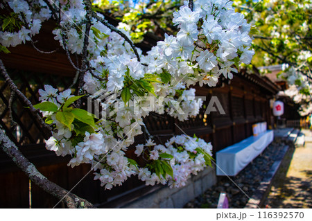 【京都風景】平野神社の桜 【京都風景】平野神社の桜 116392570