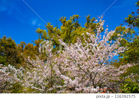 【京都風景】平野神社の桜 【京都風景】平野神社の桜 116392575