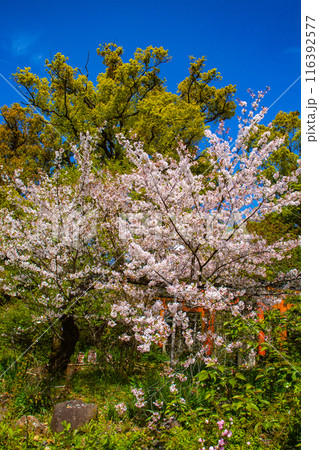 【京都風景】平野神社の桜 116392577