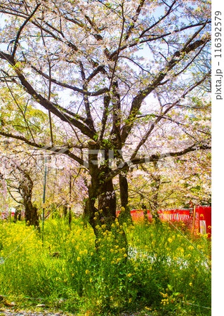 【京都風景】平野神社の桜 【京都風景】平野神社の桜 116392579
