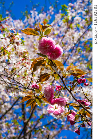 【京都風景】平野神社の桜 116392581