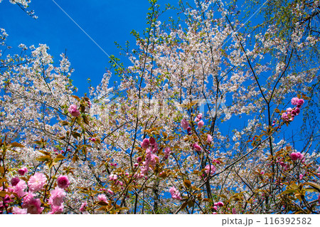 【京都風景】平野神社の桜 【京都風景】平野神社の桜 116392582