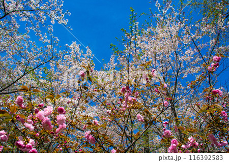 【京都風景】平野神社の桜 【京都風景】平野神社の桜 116392583