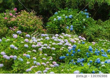 カラフルな紫陽花 116392866