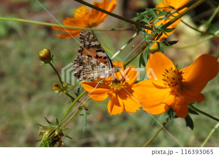 花の蜜を吸うヒメアカタテハ 116393065