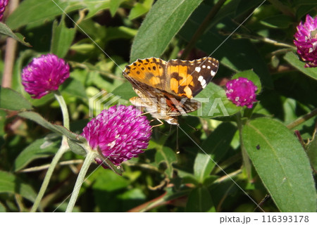 花の蜜を吸うヒメアカタテハ 花の蜜を吸うヒメアカタテハ 116393178