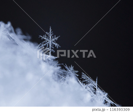 snowflake, little snowflake on the snow 116393309