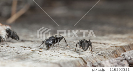 big forest ants in a native habitat 116393531