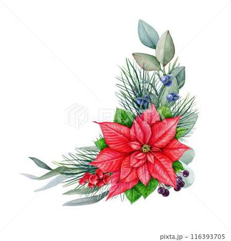 Winter time vintage style floral decoration with poinsettia flower. Watercolor illustration. Hand drawn flower Christmas season festive decor with conifer, berries, poinsettia. White background 116393705