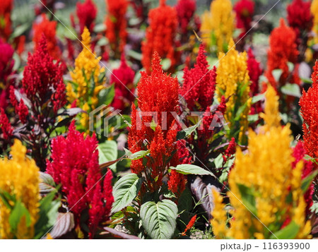 ケイトウ ケイトウ 116393900