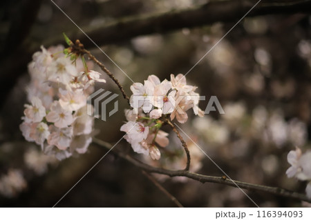 夜桜 夜桜 116394093