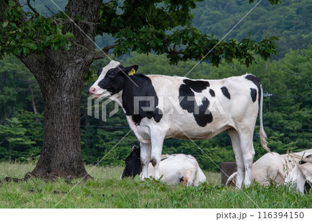 鳥取県伯耆町　大山まきばみるくの里　育成牧場の牛たち 116394150